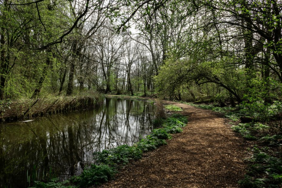 chemin dans les bois avec une rivière